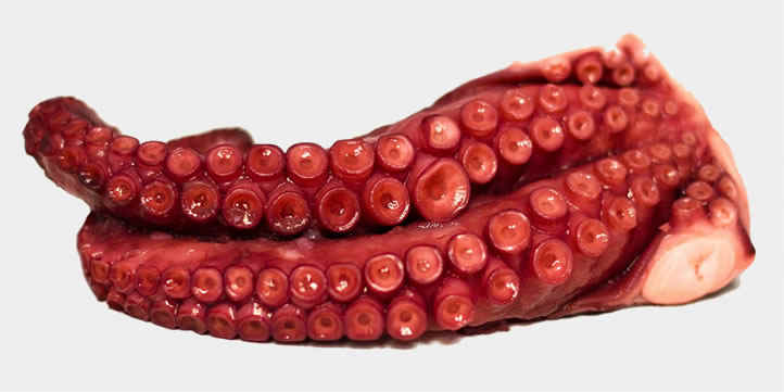 Extra quality Salanort octopus. Fine quality Atlantic octopus cooked at low temperature and vacuum-packed. Ready to eat.