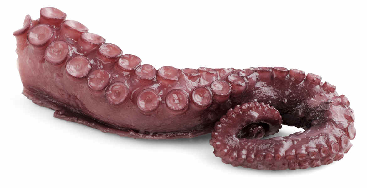 Pulpo del Atlántico calidad extra Salanort.